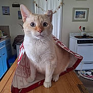 Moses is registered to the contest to win money with this photo: cat, shopping_bag, table, kitchen, blue_cabinets, stove, wall_decor, curious, cream_colored, ears, wide_eyes, indoor, wooden_surface, appliance, home, pet, domestic_cat, feline, household, still_life
