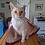 cat, shopping_bag, table, kitchen, blue_cabinets, stove, wall_decor, curious, cream_colored, ears, wide_eyes, indoor, wooden_surface, appliance, home, pet, domestic_cat, feline, household, still_life