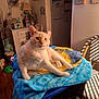 Moses joined the competition — help win amazing prizes! blanket, cat, chair, comfortable, cozy, cream_colored, decor, domestic_animal, feline, furniture, home, indoor, lamp, pet, plastic_container, relaxed, resting, table, wall_art, wooden_floor
