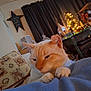 Moses joined the competition — help win amazing prizes! blanket, cat, closeup, comfort, cozy, curtains, cushion, decorations, festive, furniture, holiday_lights, home, indoor, lamp, orange_cat, pet, relaxing, resting, table, warm_lighting