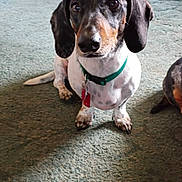 Tank joined the competition — help win amazing prizes! dog, dachshund, pet, indoor, carpet, collar, tag, brown, black, white, fur, floor, living_room, furniture, leather_chair, cabinet, cute, sitting, looking_up, animal