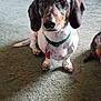 animal, black, brown, cabinet, carpet, collar, cute, dachshund, dog, floor, fur, furniture, indoor, leather_chair, living_room, looking_up, pet, sitting, tag, white