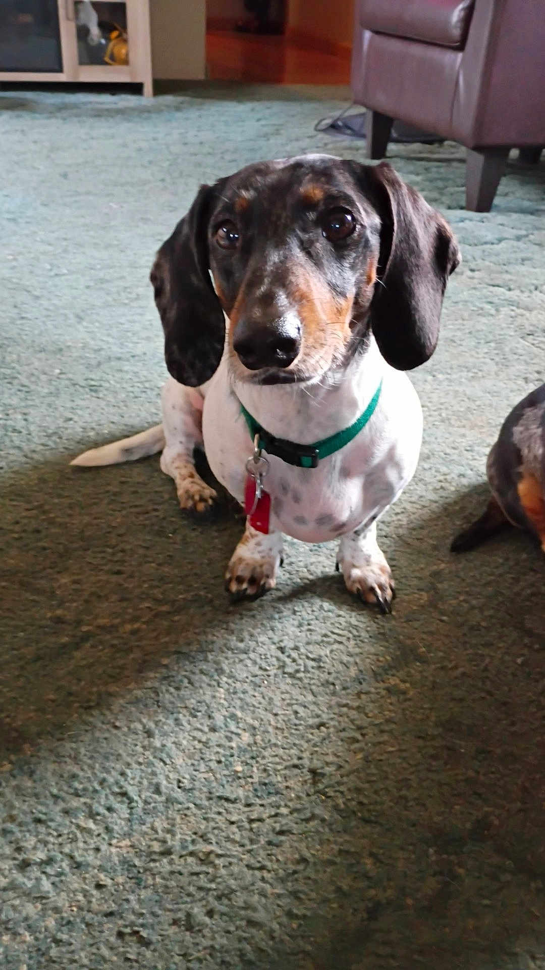 Tank joined the competition — help win amazing prizes! dog, dachshund, pet, indoor, carpet, collar, tag, brown, black, white, fur, floor, living_room, furniture, leather_chair, cabinet, cute, sitting, looking_up, animal