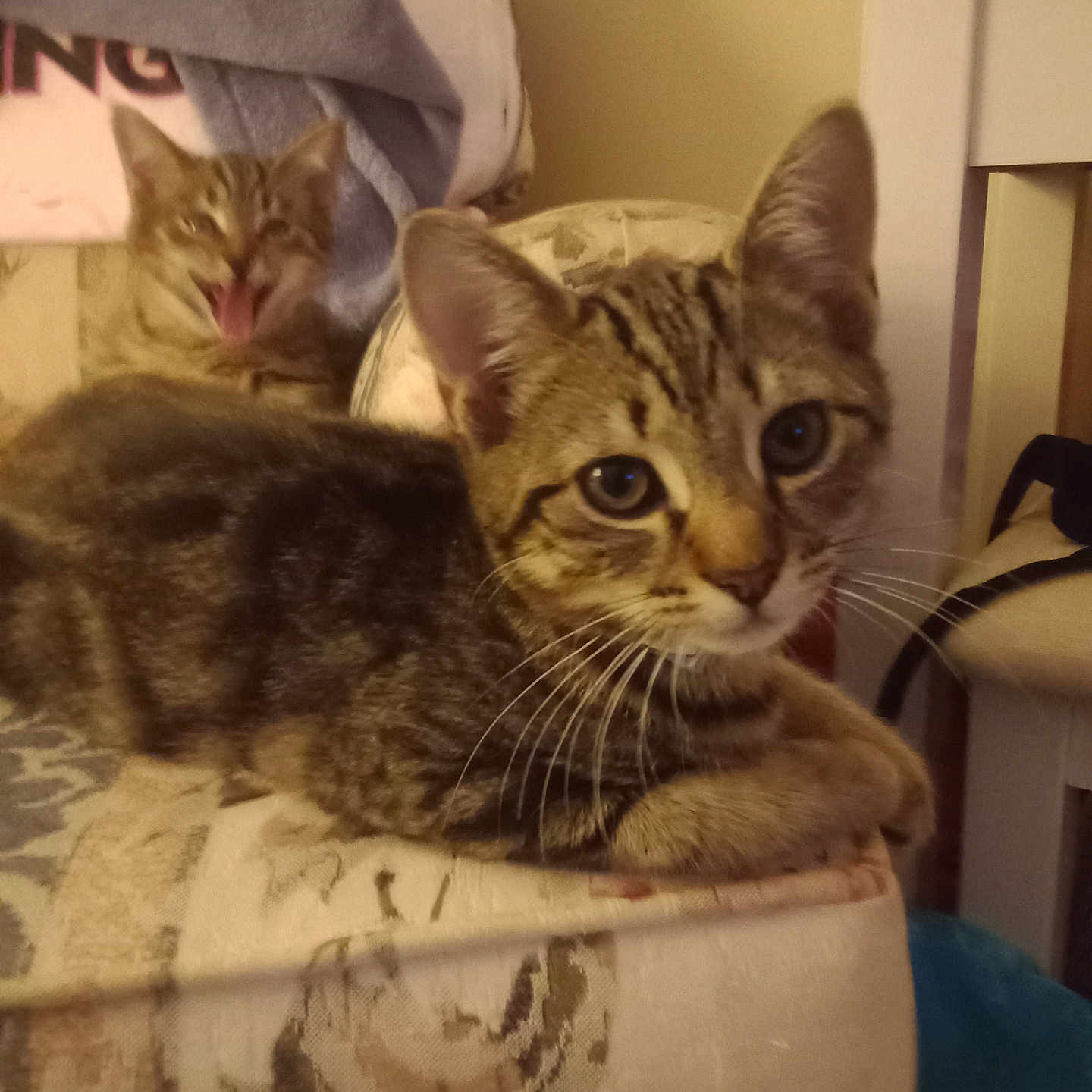 Mindy And Layla is registered to the contest to win money with this photo: animal, cat, closeup, couch, cute, domestic, ears, furniture, indoor, kitten, mammal, pattern, pet, playful, relaxed, tabby, tongue, two_animals, whiskers, young