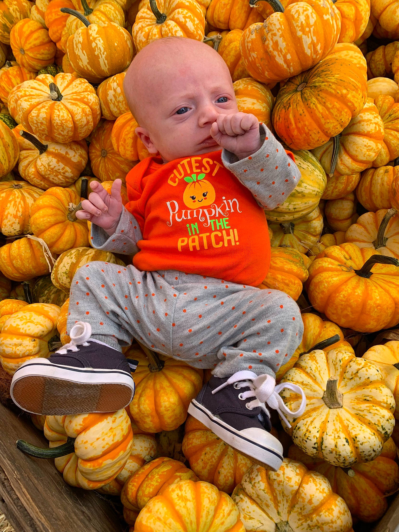 Micheal joined the competition — help win amazing prizes! autumn, calabaza, child, cucurbita, food, fruit, gourd, local_food, natural_foods, orange, person, plant, produce, pumpkin, squash, superfood, vegetable, vegetarian_food, whole_food, winter_squash