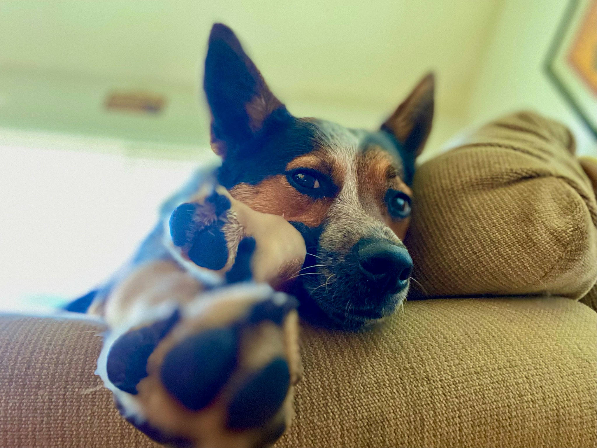 Zuki is registered to the contest to win money with this photo: canidae, carnivore, comfort, companion_dog, dog, dog_breed, dog_supply, ear, electric_blue, eye, fawn, flooring, fur, jaw, picture_frame, snout, sporting_group, terrestrial_animal, whiskers, working_animal