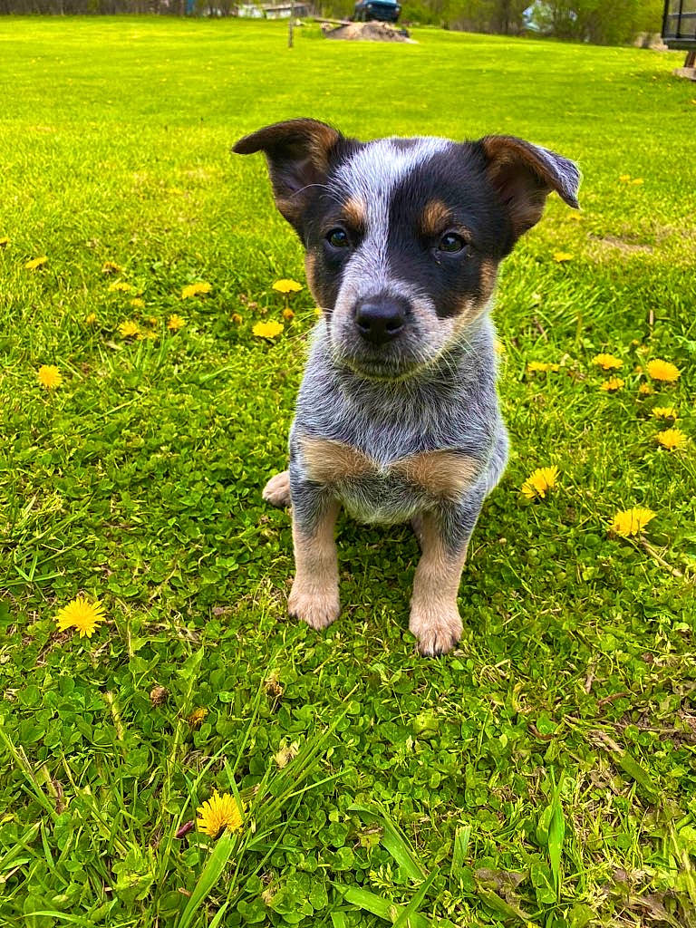 Zuki is registered to the contest to win money with this photo: australian_cattle_dog, australian_stumpy_tail_cattle_dog, canidae, carnivore, companion_dog, dog, dog_breed, flower, gladiolus, grass, herding_dog, mammal, meadow, plant, puppy, rare_breed_dog, snout, sporting_group, texas_heeler, working_dog