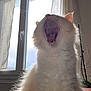 Timothé participe au concours pour gagner de l'argent avec cette photo : cat, white_cat, fluffy, yawning, mouth_open, indoor, window, curtains, daylight, backlit, pet, feline, whiskers, ears, fur, table, home, domestic_animal, animal, cute