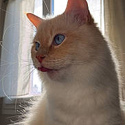Timothé a rejoint le concours — aidez-le/la à gagner de superbes lots ! cat, blue_eyes, fluffy, indoor, window, curtains, natural_light, tongue_out, close_up, pet, whiskers, feline, soft_fur, portrait, cute, animal, domestic_cat, light_and_shadow, cozy, relaxed