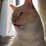 cat, blue_eyes, fluffy, indoor, window, curtains, natural_light, tongue_out, close_up, pet, whiskers, feline, soft_fur, portrait, cute, animal, domestic_cat, light_and_shadow, cozy, relaxed