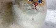 Timothé participe au concours pour gagner de l'argent avec cette photo : animal, blue_eyes, cat, close_up, cream_colored, curious, cute, domestic_cat, fluffy, fur, indoor, laying_down, mammal, paw, pet, portrait, relaxed, soft_texture, whiskers, white_blanket