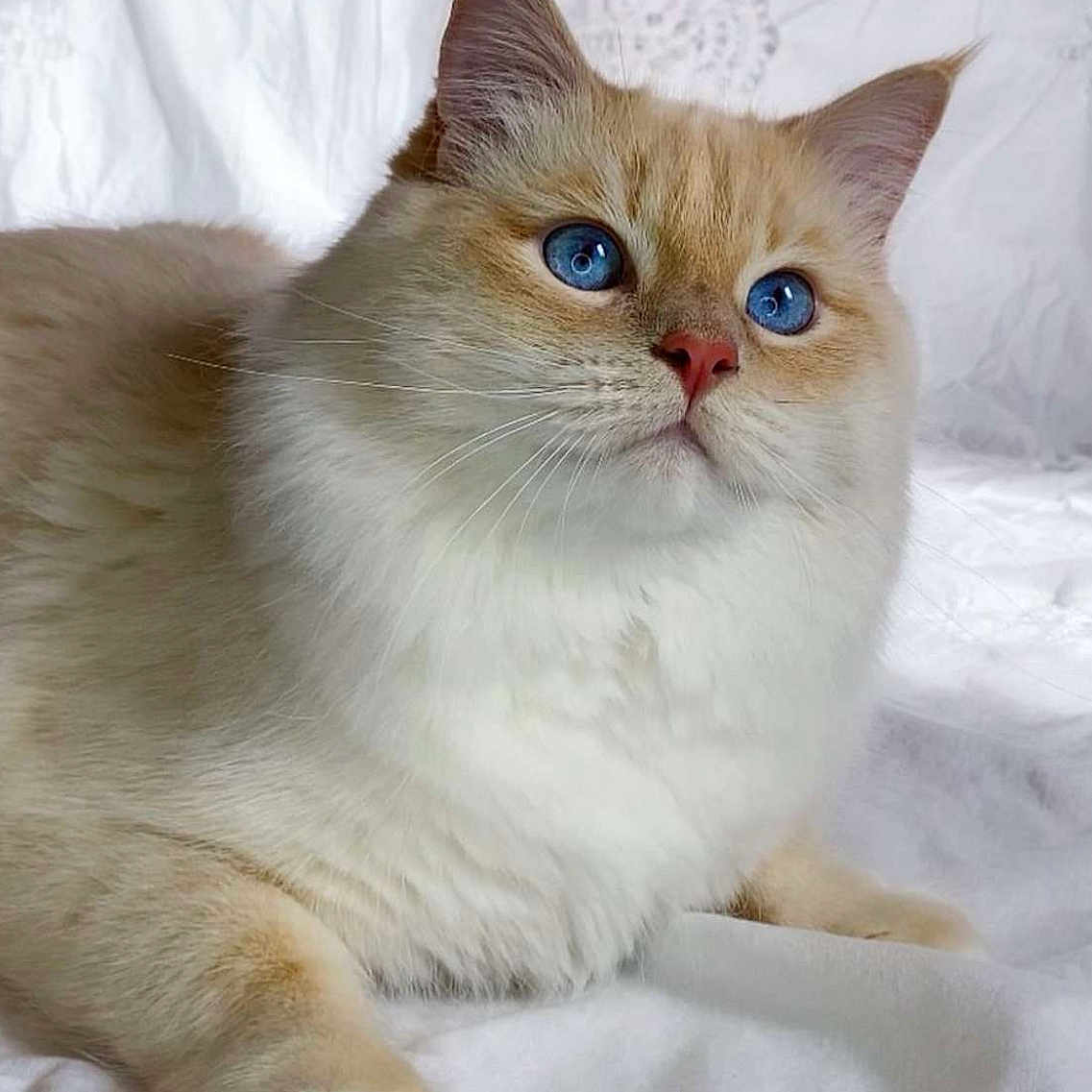 Timothé participe au concours pour gagner de l'argent avec cette photo : animal, blue_eyes, cat, close_up, cream_colored, curious, cute, domestic_cat, fluffy, fur, indoor, laying_down, mammal, paw, pet, portrait, relaxed, soft_texture, whiskers, white_blanket