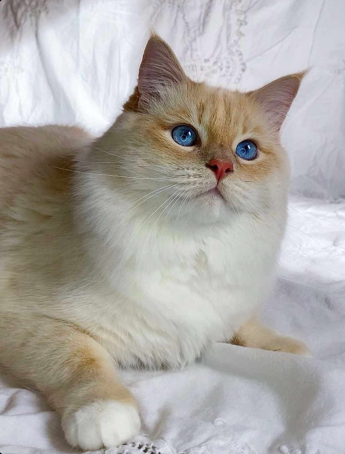 Timothé participe au concours pour gagner de l'argent avec cette photo : cat, blue_eyes, fluffy, cream_colored, pet, animal, indoor, white_blanket, close_up, cute, whiskers, paw, fur, relaxed, domestic_cat, portrait, laying_down, soft_texture, curious, mammal