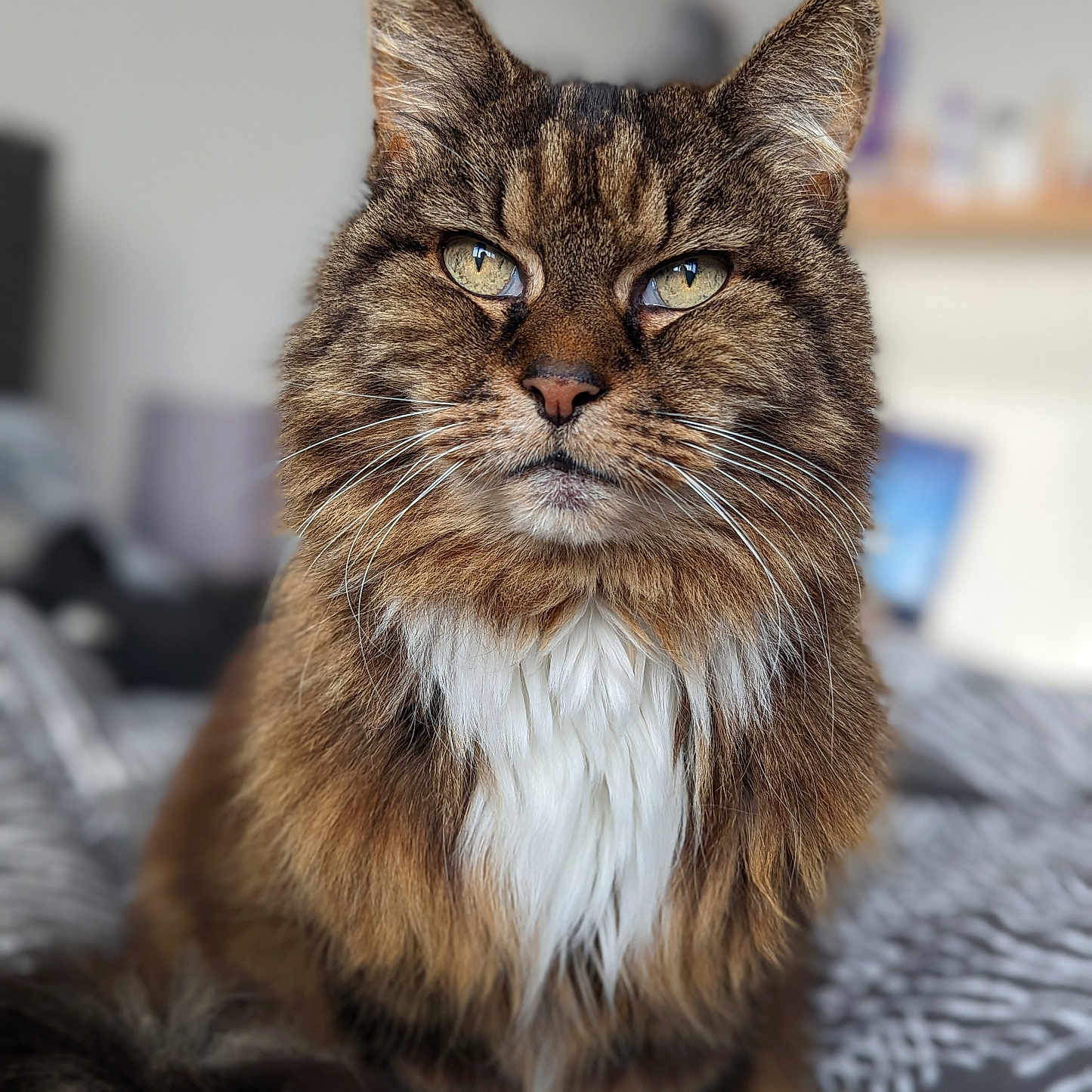 Missy is registered to the contest to win money with this photo: abyssinian, angora, animal, bodypart, cat, couch, furniture, hardwood, kitten, manx, mouth, person, pet, siamese, wood