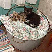 Clemintyne Buddy. joined the competition — help win amazing prizes! animal, black_cat, bucket, cat, cozy, cute, domestic, fabric, floor, floral_pattern, home, indoor, kitten, pets, resting, rug, snuggling, tabby_cat, vintage, wooden_floor