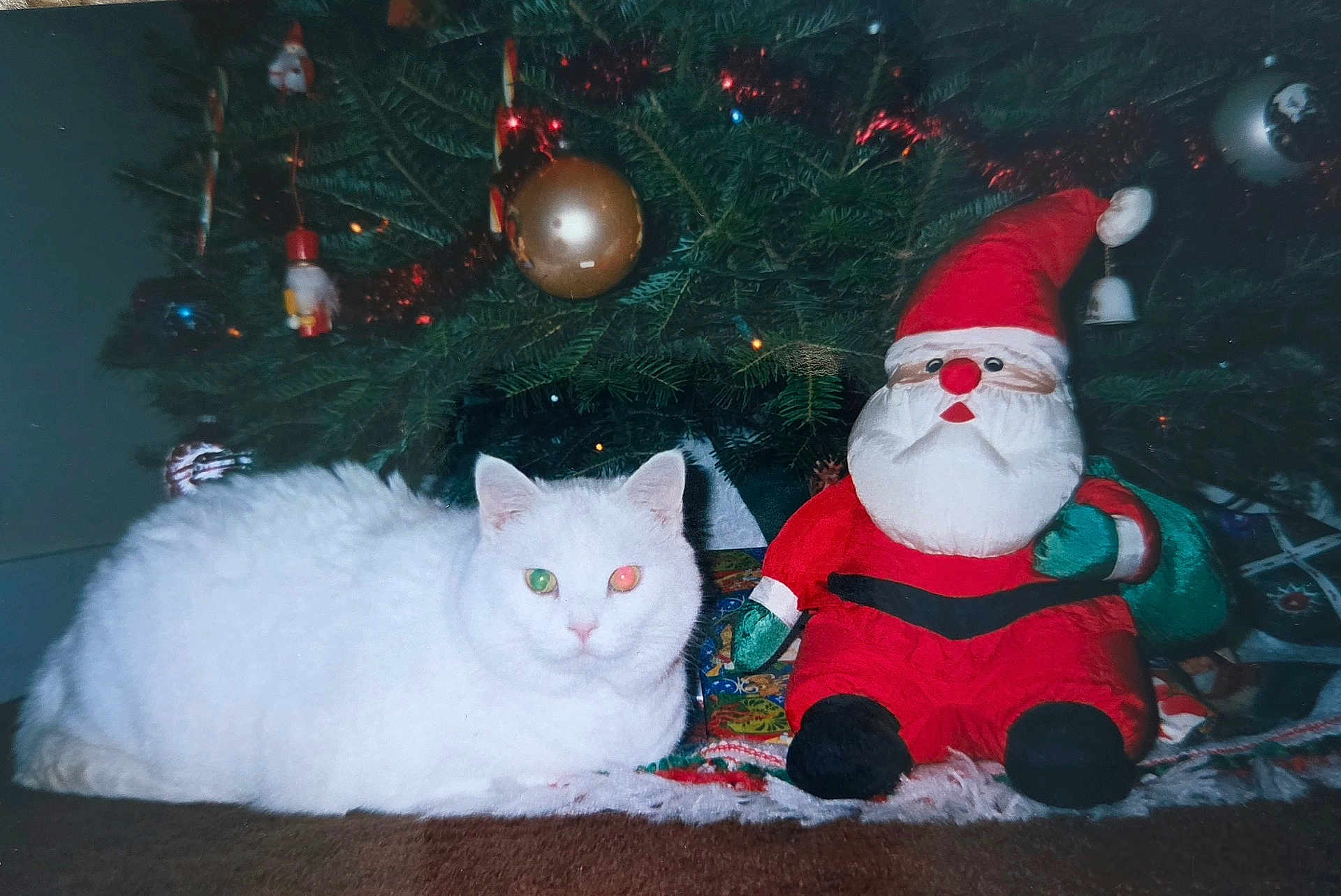 Kim Masaitis is registered to the contest to win money with this photo: animal, carpet, cat, christmas_lights, christmas_ornaments, christmas_tree, cute, decoration, festive, flash_reflection, green_eye, holiday, holiday_spirit, indoor, pet, plush_toy, red_nose, santa_claus, stuffed_toy, white_cat