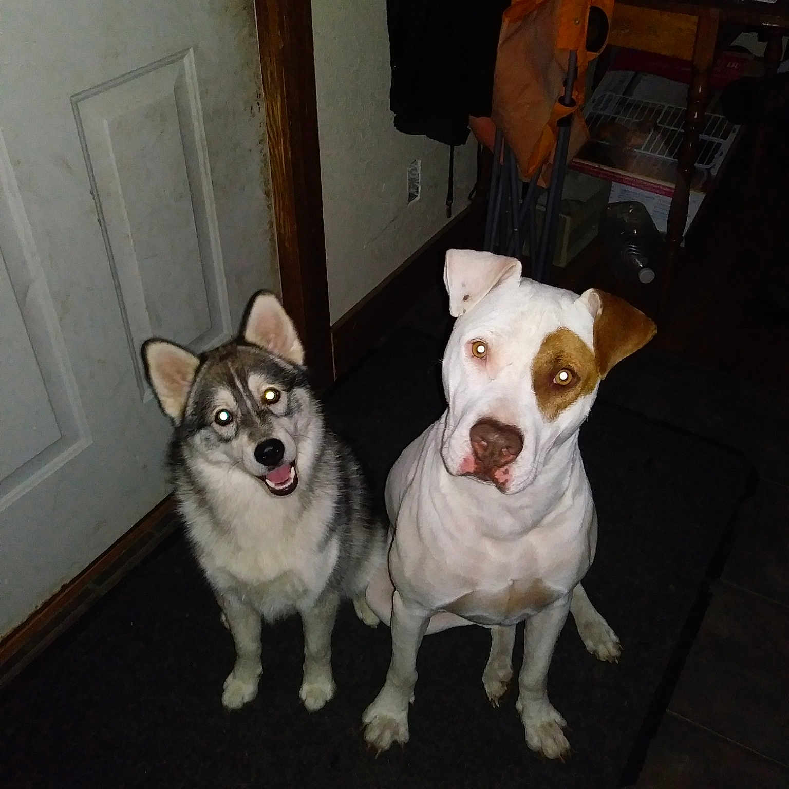 Phoenix is registered to the contest to win money with this photo: canidae, carnivore, companion_dog, dog, dog_breed, fawn, jack_russell_terrier, mammal, non_sporting_group, nose, pit_bull, rat_terrier, teddy_roosevelt_terrier, vertebrate
