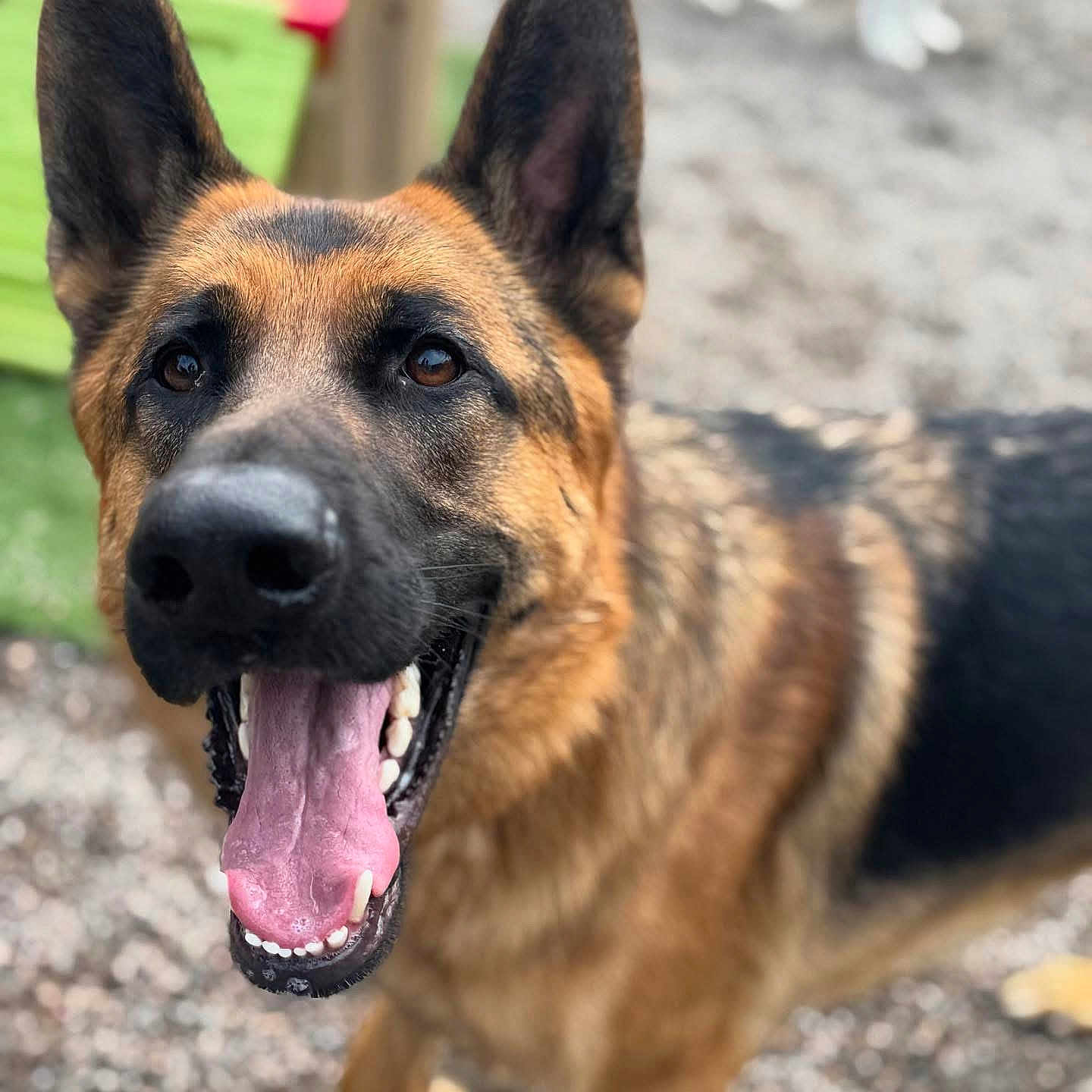 Bandit is registered to the contest to win money with this photo: animal, black, blurred_background, brown, canine, close_up, dog, ears_up, eyes, fur, german_shepherd, ground, happy, mouth_open, nose, outdoor, pet, playful, teeth, tongue_out