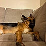 dog, german_shepherd, couch, indoor, resting, relaxed, pet, canine, sleeping, fur, paw, animal, mammal, cozy, home, furniture, brown, black, comfortable, napping