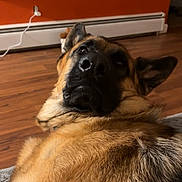 Bandit joined the competition — help win amazing prizes! german_shepherd, dog, pet, indoor, floor, orange_wall, baseboard_heater, fur, animal, canine, looking_back, close_up, curious_expression, ears, nose, whiskers, domestic, house, resting, brown_fur