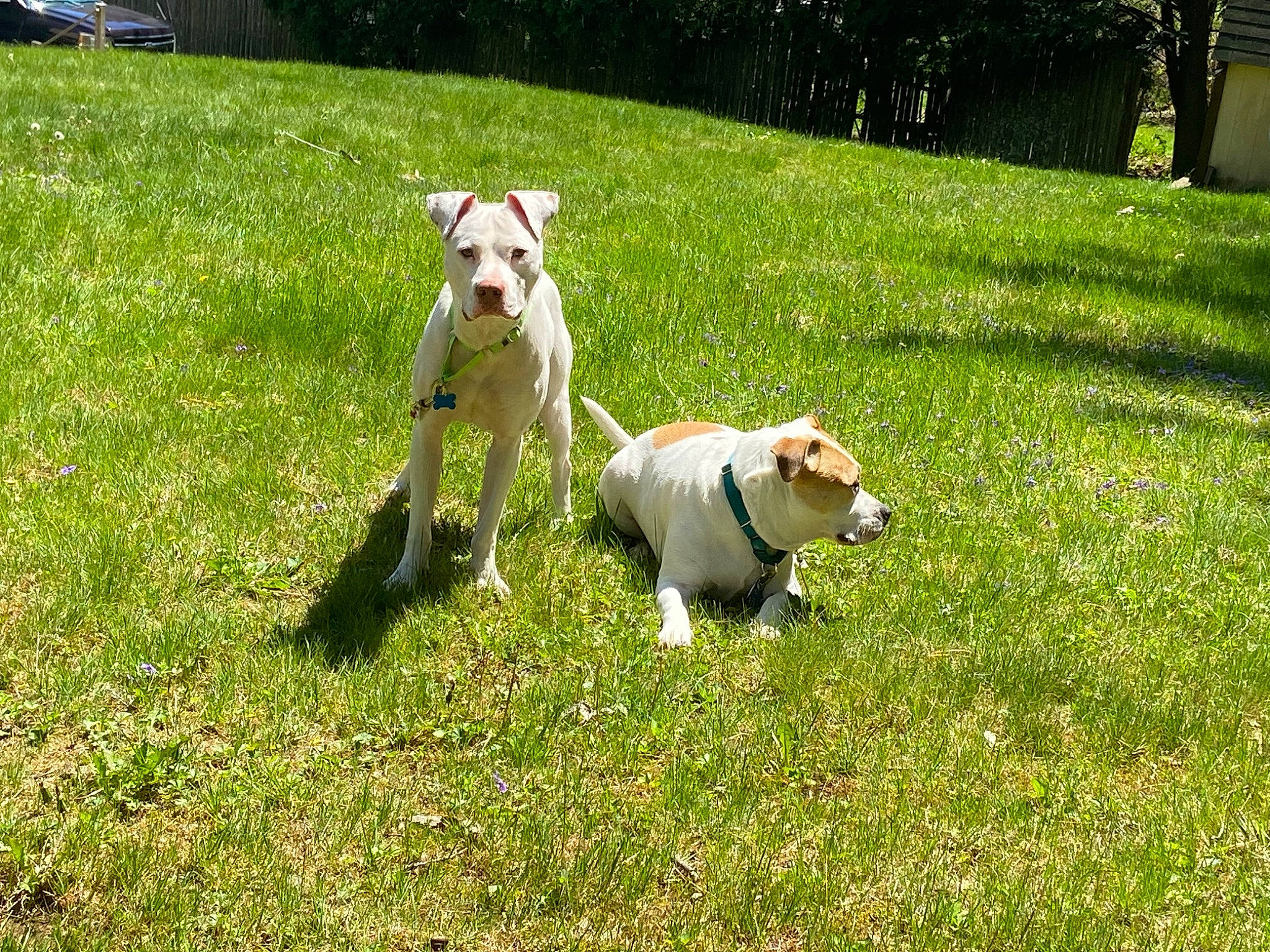 Tug joined the competition — help win amazing prizes! canidae, carnivore, collar, companion_dog, dog, dog_breed, dog_collar, fawn, garden, grass, grassland, groundcover, lawn, non_sporting_group, plant, sporting_group, tail, tree, working_animal, yard