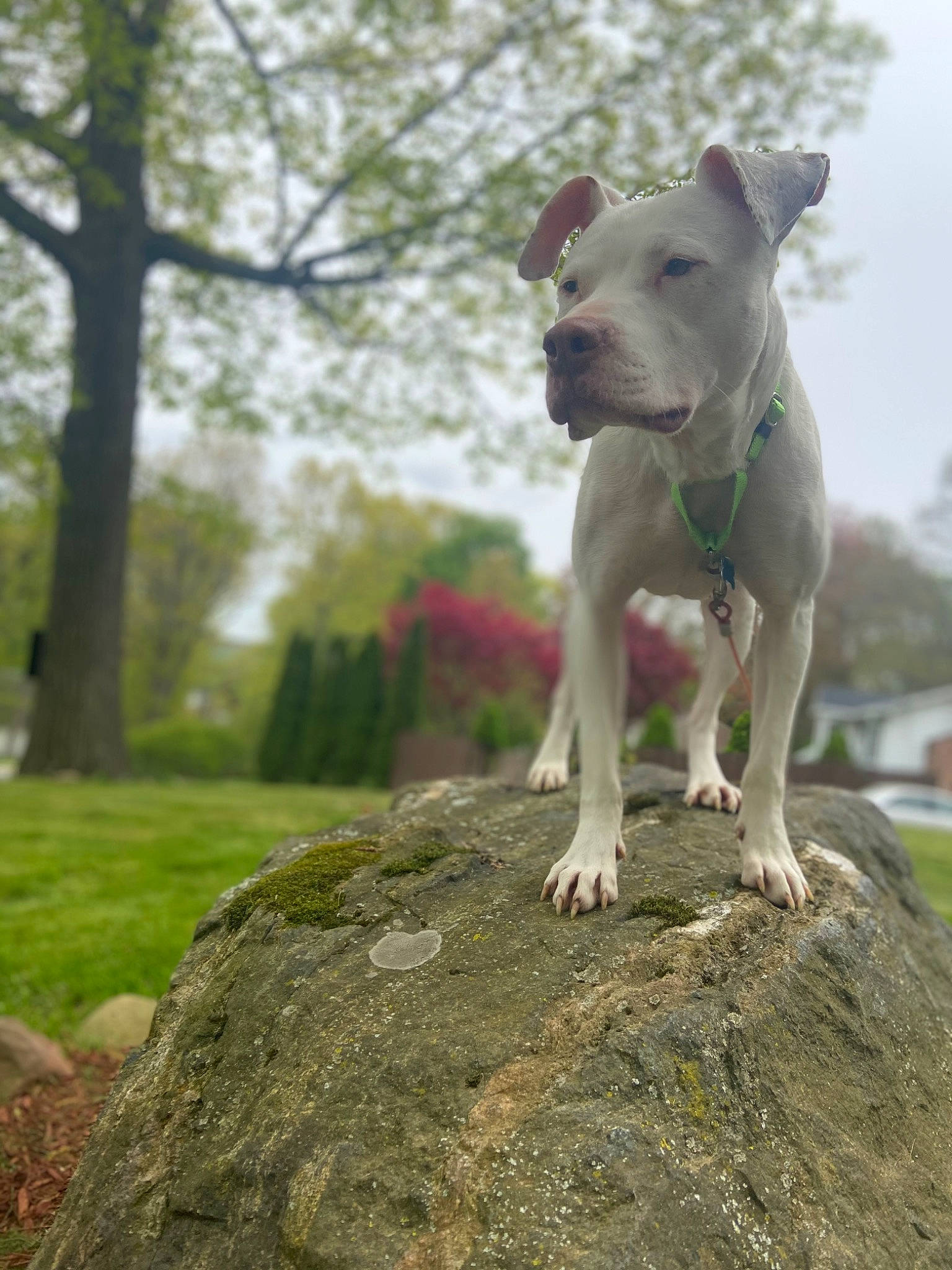 Tug joined the competition — help win amazing prizes! art, canidae, carnivore, collar, companion_dog, dog, dog_breed, dog_collar, fawn, grass, plant, rock, sky, snout, sporting_group, tail, tree, trunk, wood, working_animal