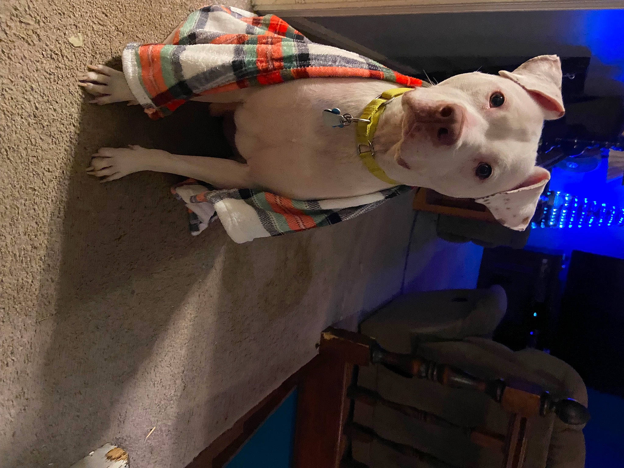 Tug is registered to the contest to win money with this photo: canidae, carnivore, collar, companion_dog, concrete, dog, dog_breed, dog_clothes, dog_supply, fawn, non_sporting_group, pattern, plaid, snout, sporting_group, tartan, working_animal