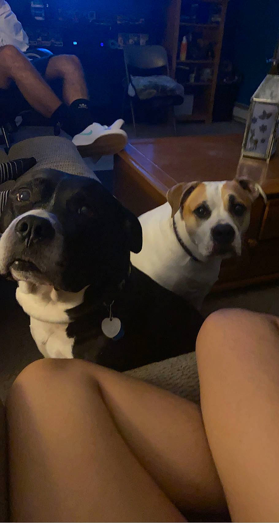 Rocky is registered to the contest to win money with this photo: canidae, carnivore, chair, comfort, companion_dog, couch, dog, dog_breed, dog_collar, eyewear, fawn, flooring, human_leg, lap, paw, sitting, snout, sporting_group, thigh, working_animal