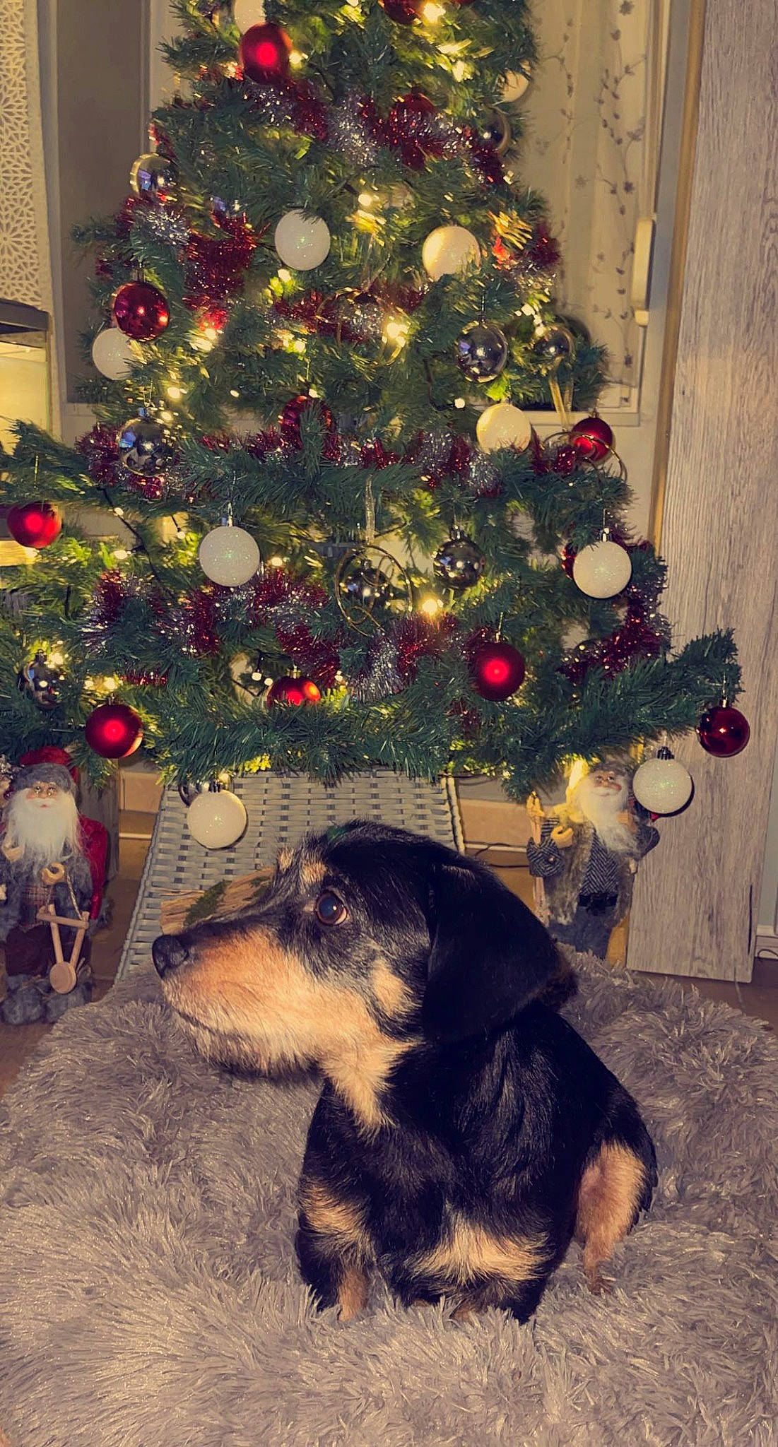 Roby participe au concours pour gagner de l'argent avec cette photo : carnivore, christmas_decoration, christmas_ornament, christmas_tree, companion_dog, conifer, dog, dog_breed, event, evergreen, flooring, holiday, holiday_ornament, larch, ornament, plant, tints_and_shades, tradition, tree, wood