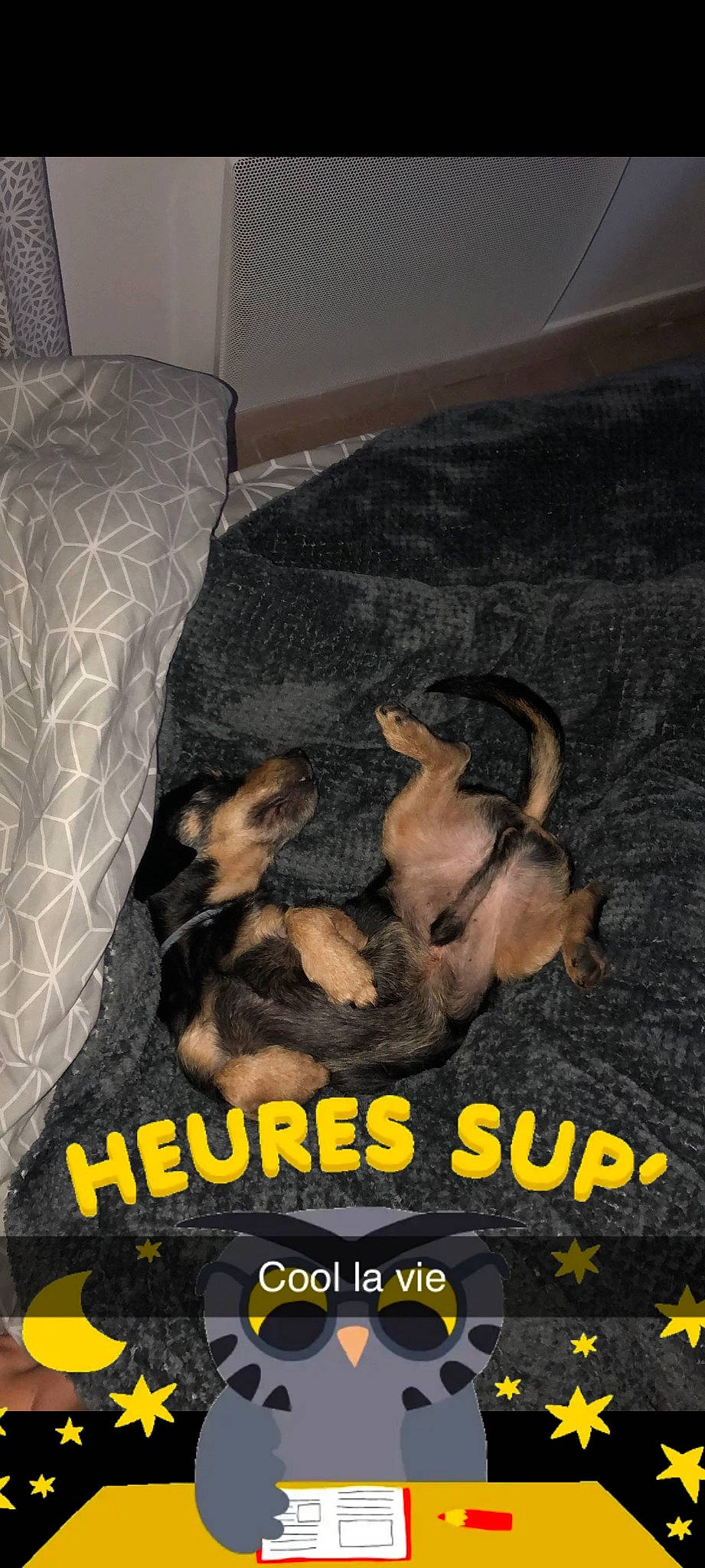 Roby a rejoint le concours — aidez-le/la à gagner de superbes lots ! canidae, carnivore, comfort, companion_dog, dog, dog_breed, dog_supply, flooring, font, fur, paw, pet_supply, snout, sporting_group, terrestrial_animal