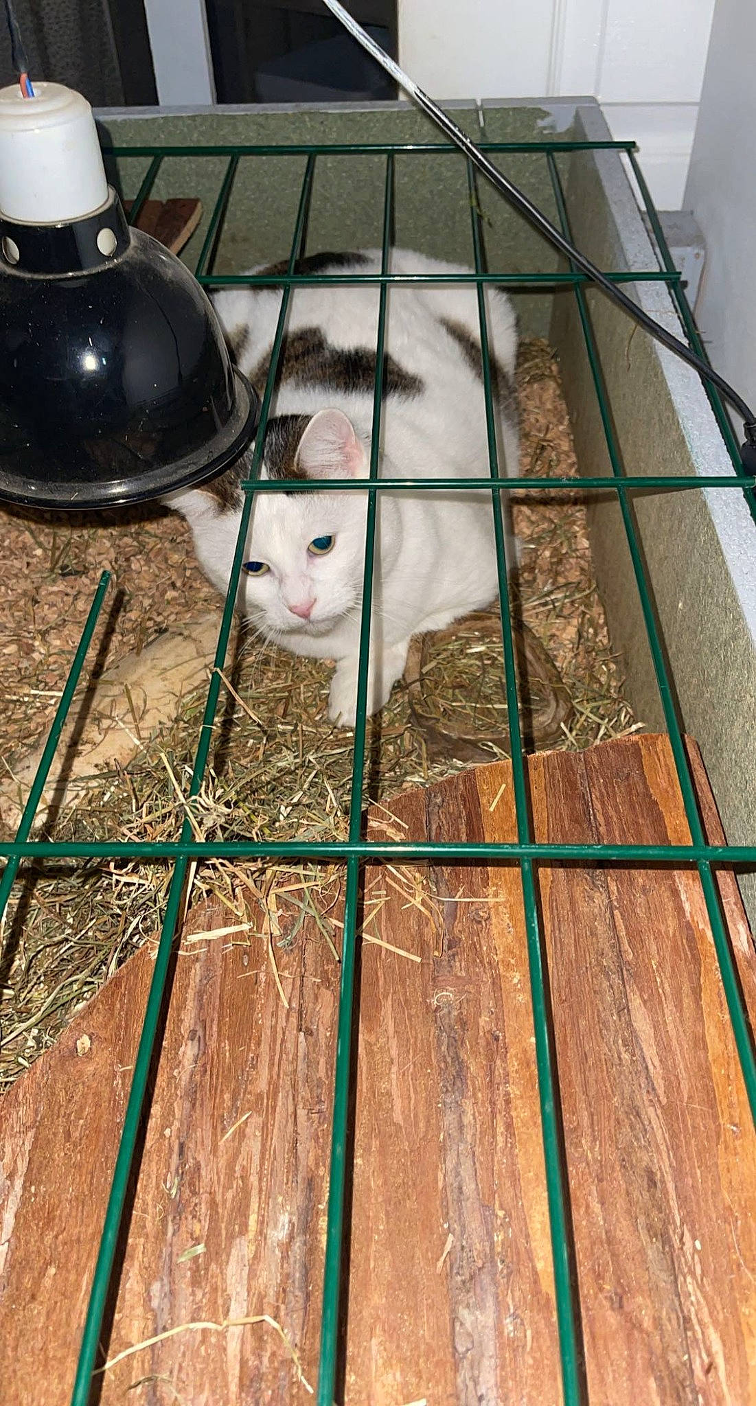 Roby participe au concours pour gagner de l'argent avec cette photo : animal_shelter, carnivore, cat, domestic_short_haired_cat, fawn, felidae, floor, flooring, fur, grass, hardwood, kettle, mammal, small_to_medium_sized_cats, snout, stovetop_kettle, tail, whiskers, white, wood