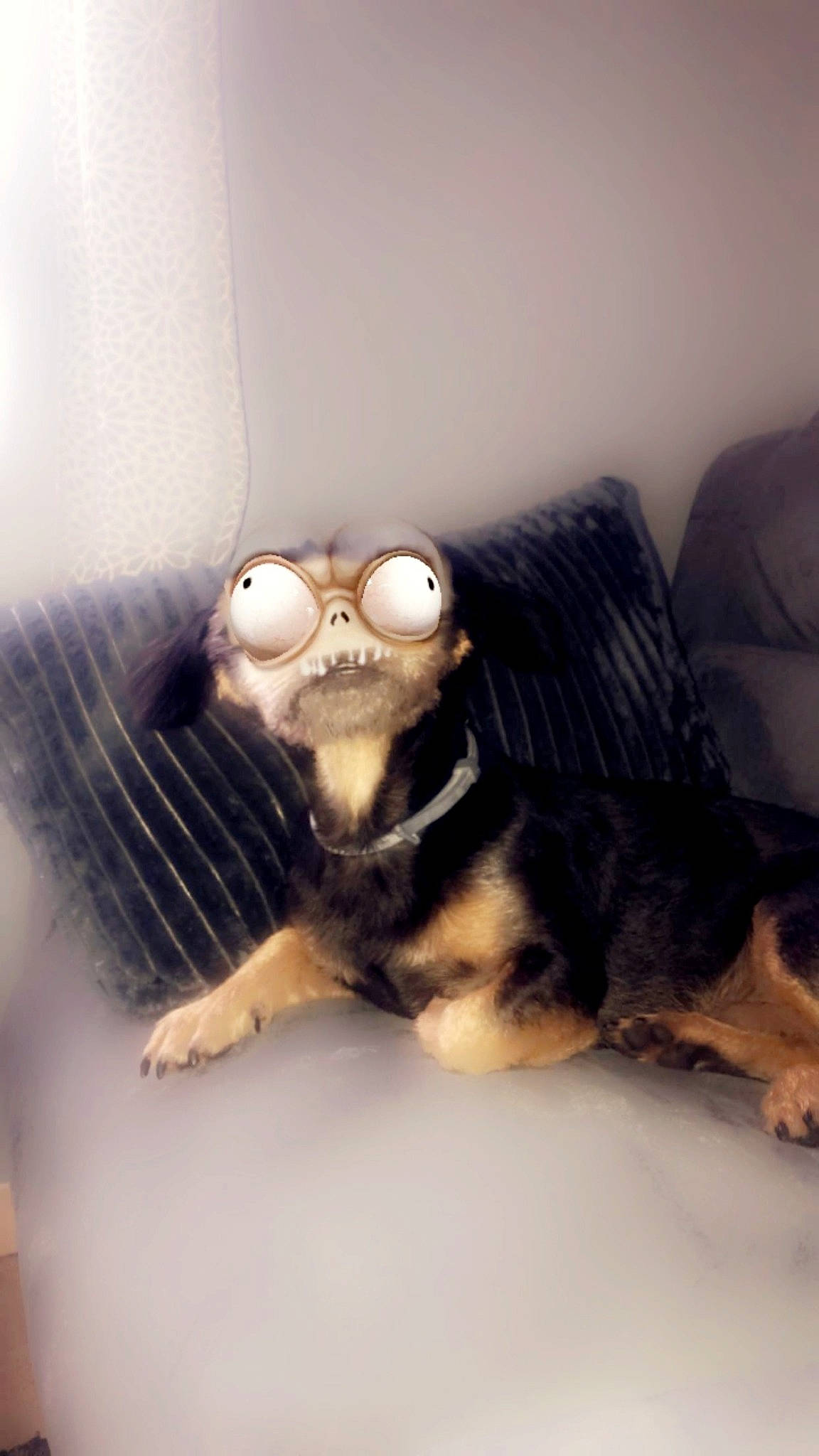 Roby a rejoint le concours — aidez-le/la à gagner de superbes lots ! carnivore, comfort, companion_dog, couch, dog, dog_breed, eyewear, fawn, felidae, glasses, goggles, jaw, small_to_medium_sized_cats, snout, sunglasses, thigh, toy, vision_care, whiskers, wood