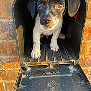 Ace is registered to the contest to win money with this photo: animal, architecture, beagle, brick, building, canine, crypt, dog, doghouse, fireplace, hound, indoors, labradorretriever, outdoors, pet, pointer, puppy, shelter, slate, wood