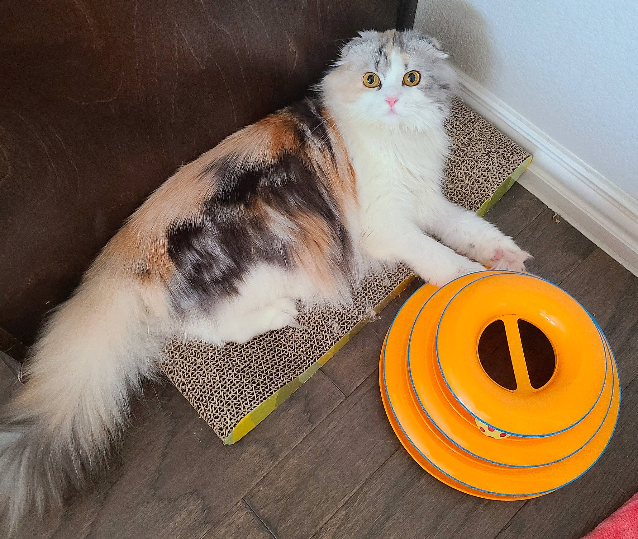 Rayna joined the competition — help win amazing prizes! automotive_tire, carnivore, cat, cat_supply, circle, comfort, couch, domestic_short_haired_cat, felidae, flooring, fur, paw, pet_supply, serveware, small_to_medium_sized_cats, synthetic_rubber, tableware, tail, whiskers, wood