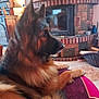 Perle participe au concours pour gagner de l'argent avec cette photo : dog, german_shepherd, indoor, living_room, fireplace, couch, pet, fur, animal, relaxing, side_view, mammal, home, cozy, wood, basket, tile_floor, decor, furniture, large_dog