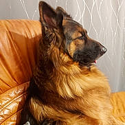 Perle participe au concours pour gagner de l'argent avec cette photo : dog, german_shepherd, pet, animal, fur, leather_couch, indoor, side_view, relaxed, tongue_out, brown, black, long_fur, canine, domestic_animal, comfort, resting, home, furniture, cute