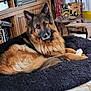 dog, german_shepherd, pet, animal, indoor, bed, bone, fluffy, furniture, wooden, vintage, cozy, floor, tile, relaxed, lying_down, ears, fur, canine, companion