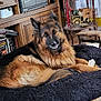 Perle a rejoint le concours — aidez-le/la à gagner de superbes lots ! dog, german_shepherd, pet, indoor, dog_bed, bone, furniture, wooden_cabinet, stereo_system, carriage, wine_bottle, floor_tiles, relaxed, animal, canine, fluffy, brown, black, cozy, resting