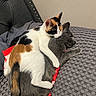 Calypso joined the competition — help win amazing prizes! cats, calico_cat, gray_cat, cuddling, sleeping, relaxed, pets, felines, fur, whiskers, ears, tails, indoor, bed, blanket, chair, cozy, adorable, animal_portrait, companionship