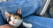 Calypso joined the competition — help win amazing prizes! kitten, cat, calico, animal, pet, feline, blue_jeans, sneakers, hand, person, sitting, outdoor, casual, portrait, whiskers, ears, paws, collar, orange_chair, photography