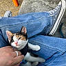 kitten, cat, calico, animal, pet, feline, blue_jeans, sneakers, hand, person, sitting, outdoor, casual, portrait, whiskers, ears, paws, collar, orange_chair, photography