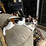 Calypso joined the competition — help win amazing prizes! cat, calico_cat, pet, animal, feline, lying_down, armchair, couch, living_room, indoor, cat_tree, window, night, fluffy, fur, whiskers, green_eyes, pink_nose, relaxed, portrait