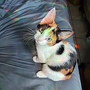 Calypso is registered to the contest to win money with this photo: cat, calico_cat, pet, animal, feline, green_eyes, whiskers, ears, fur, tricolor, sitting, bed, bedroom, indoors, rainbow_reflection, colorful, portrait, curious, cute, photography