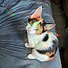 cat, calico_cat, pet, animal, feline, green_eyes, whiskers, ears, fur, tricolor, sitting, bed, bedroom, indoors, rainbow_reflection, colorful, portrait, curious, cute, photography