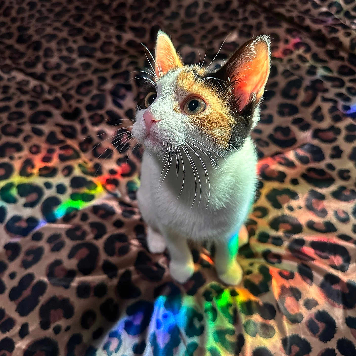Calypso