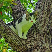 Hagatña is registered to the contest to win money with this photo: alert, animal, bark, branch, cat, climbing, closeup, curious, daylight, eyes, forest, fur, green_leaves, mammal, nature, outdoor, pet, tree, whiskers, wildlife