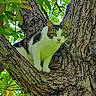alert, animal, bark, branch, cat, climbing, closeup, curious, daylight, eyes, forest, fur, green_leaves, mammal, nature, outdoor, pet, tree, whiskers, wildlife