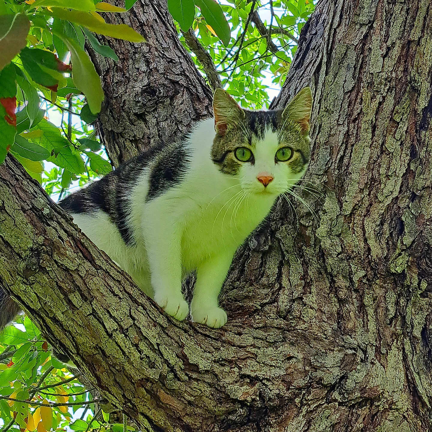 Hagatña is registered to the contest to win money with this photo: alert, animal, bark, branch, cat, climbing, closeup, curious, daylight, eyes, forest, fur, green_leaves, mammal, nature, outdoor, pet, tree, whiskers, wildlife