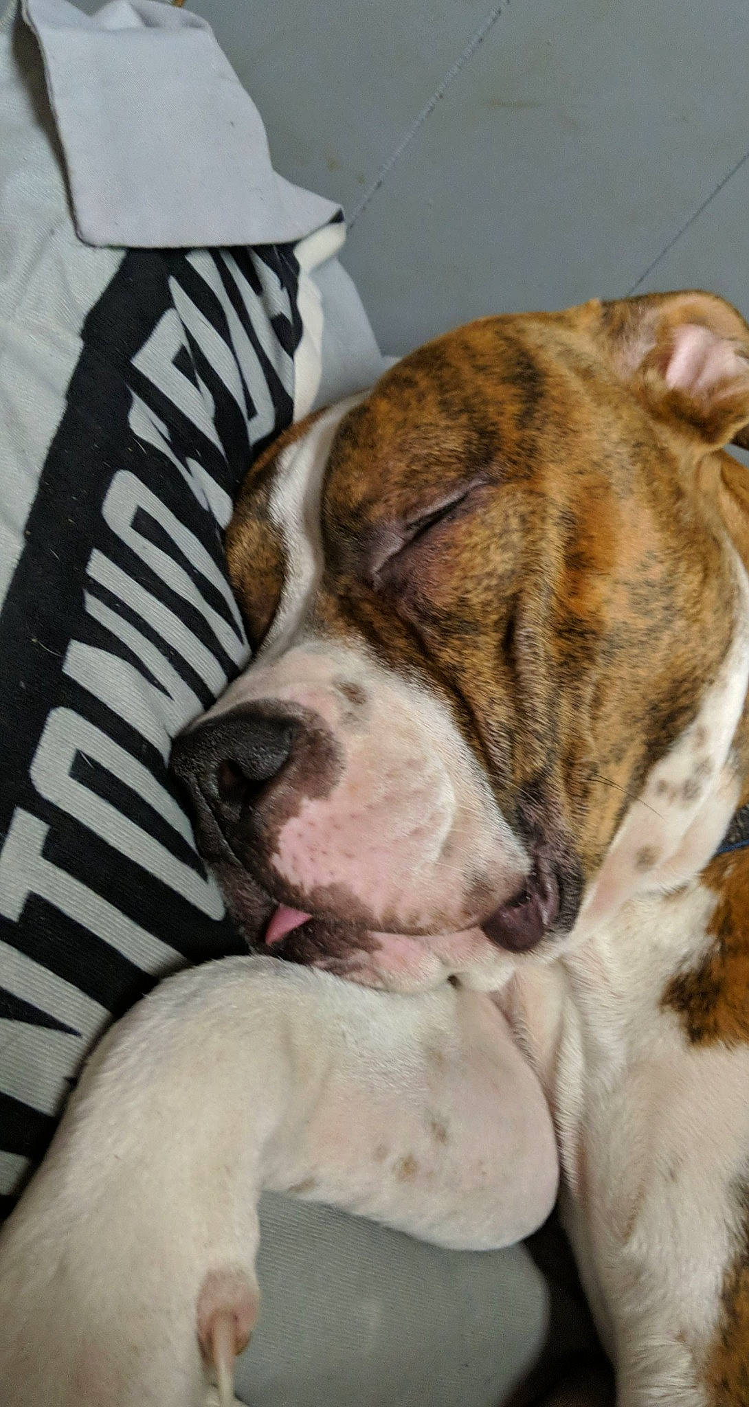 Lil Dude joined the competition — help win amazing prizes! american_bulldog, ancient_dog_breeds, australian_bulldog, bulldog, canidae, carnivore, companion_dog, dog, dog_breed, mammal, non_sporting_group, old_english_bulldog, olde_english_bulldogge, pit_bull, puppy_love, rare_breed_dog, snout, sporting_group, valley_bulldog, vertebrate