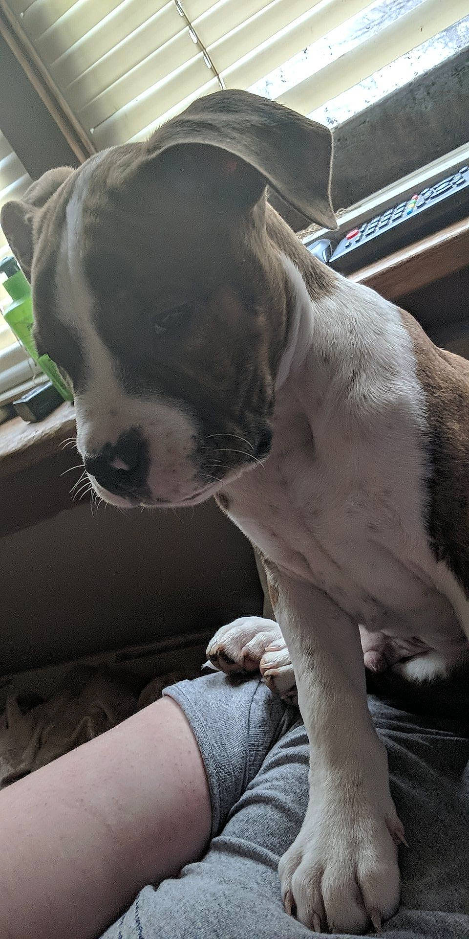 Lil Dude joined the competition — help win amazing prizes! american_bulldog, american_pit_bull_terrier, american_staffordshire_terrier, bully_kutta, canidae, carnivore, dog, dog_breed, ear, fawn, mammal, non_sporting_group, nose, pit_bull, snout, sporting_group, valley_bulldog, vertebrate